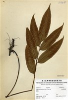 藏品(細柄雙蓋蕨)的圖片